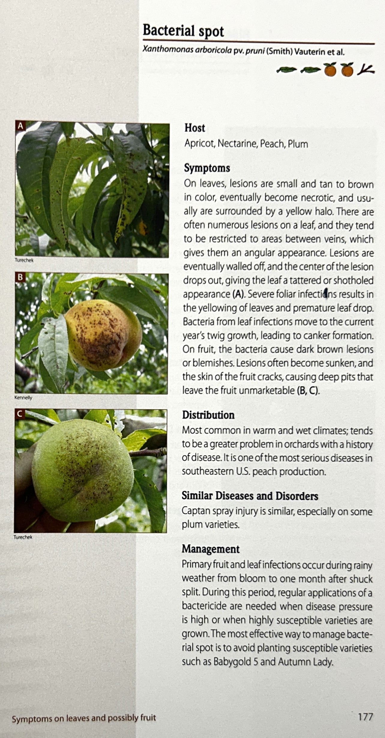 Tree Fruit Field Guide 2006