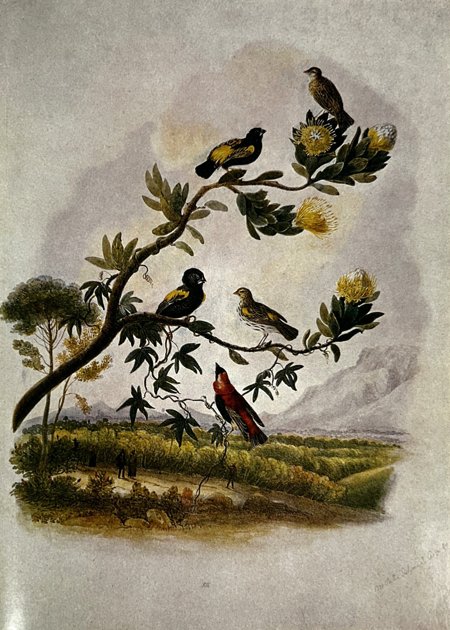 Christopher Webb Smith: An Artist at the Cape of Good Hope by A. Gordon-Brown 1965