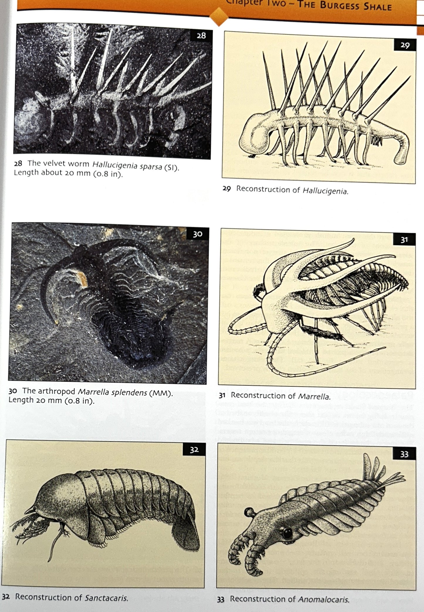 Evolution of Fossil Ecosystems by Paul Selden & John Nudds 2004