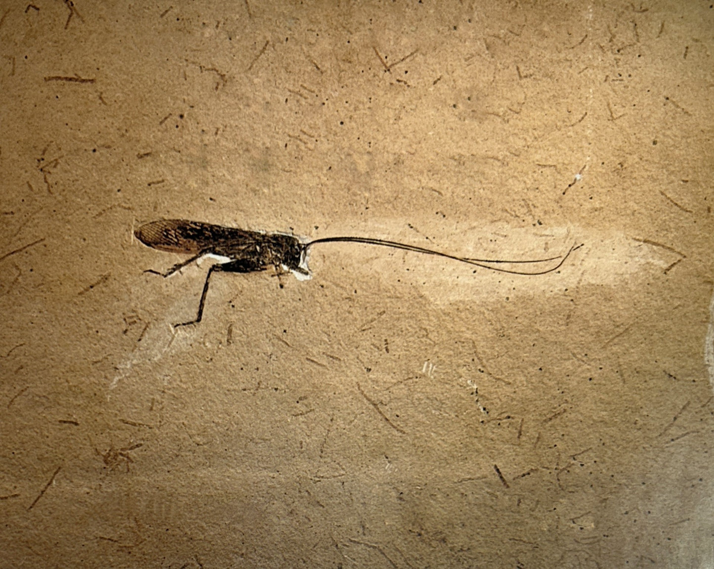 Evolution of the Insects by David Grimaldi & Michael S. Engel 2006