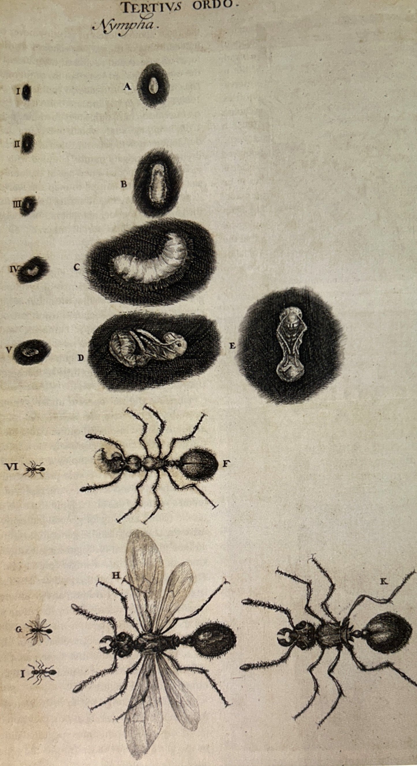 Evolution of the Insects by David Grimaldi & Michael S. Engel 2006
