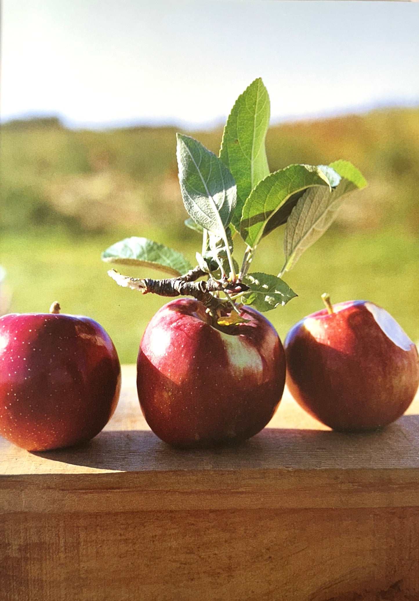 The Barefoot Contessa Cookbook by Ina Garten 1999 INSCRIBED + SIGNED