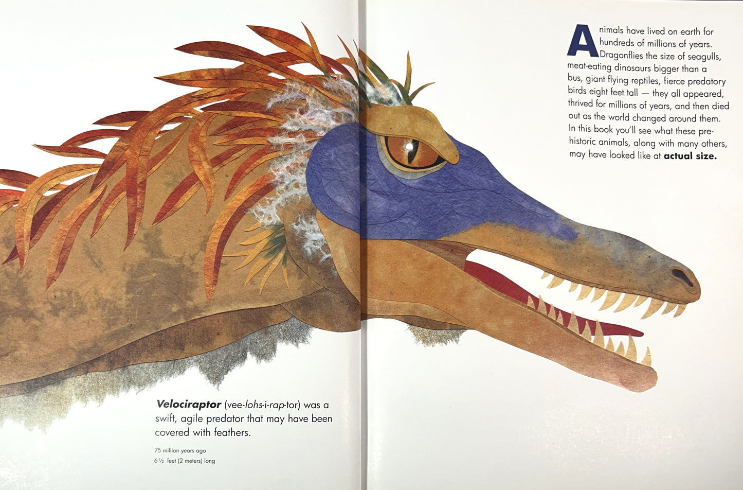 Prehistoric Actual Size by Steve Jenkins 2005 SIGNED